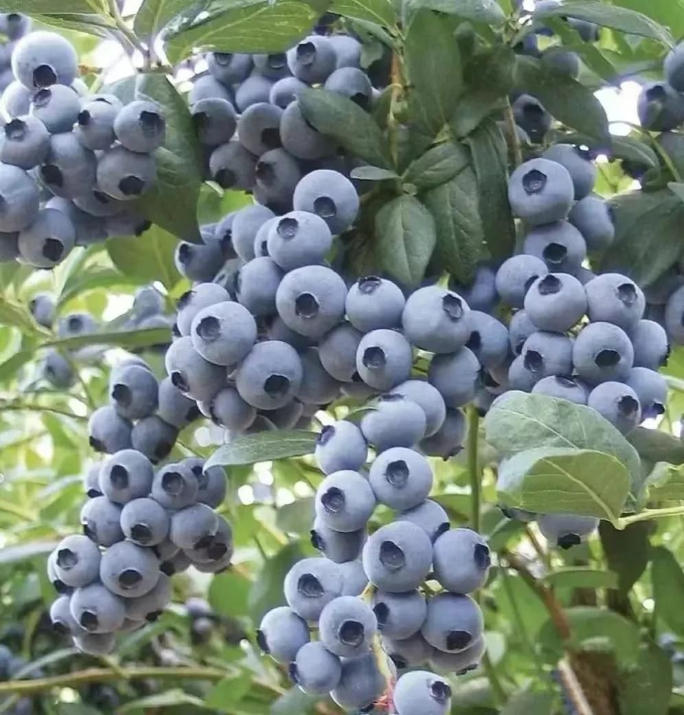 Giant Blueberry Fruit Premium Seeds