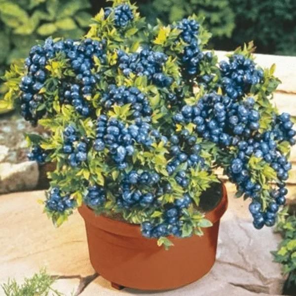 Giant Blueberry Fruit Premium Seeds