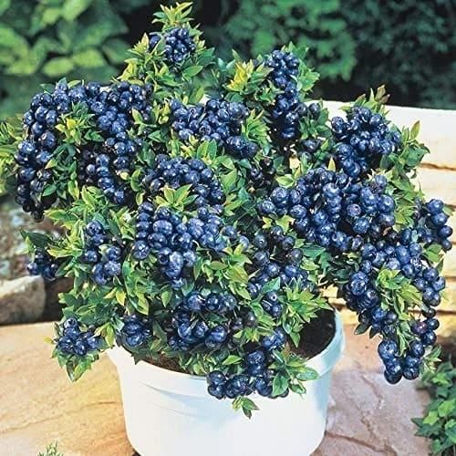 Giant Blueberry Fruit Premium Seeds