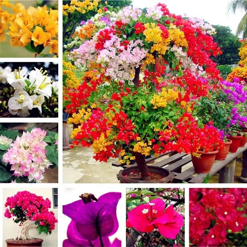 Mix Colour Bougainvillea Flower Seeds