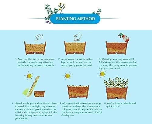 Mix Colour Bougainvillea Flower Seeds